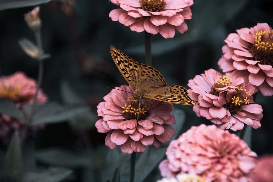flowers, garden, bloom, butterfly, insects, wings, hd wallpaper, tumblr wallpaper, 4k wallpaper, flower