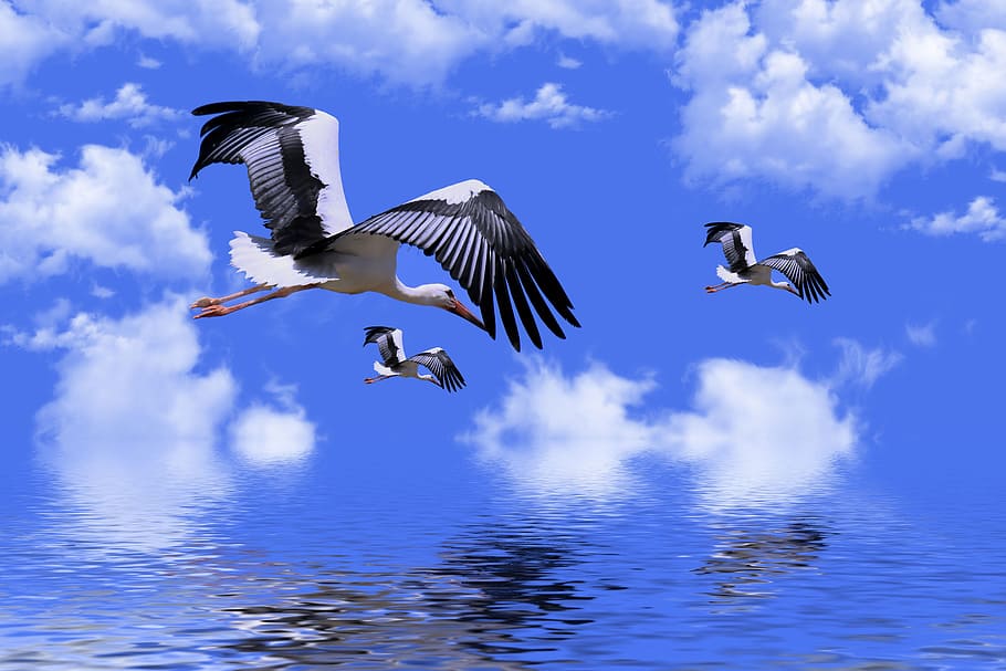burung, bangau, hewan, bulu, sayap, penerbangan, alam, langit, refleksi, air