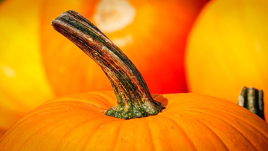 pumpkin, stalk, autumn, vegetables, halloween, harvest, nature, autumn decoration, decorative, autumn motives