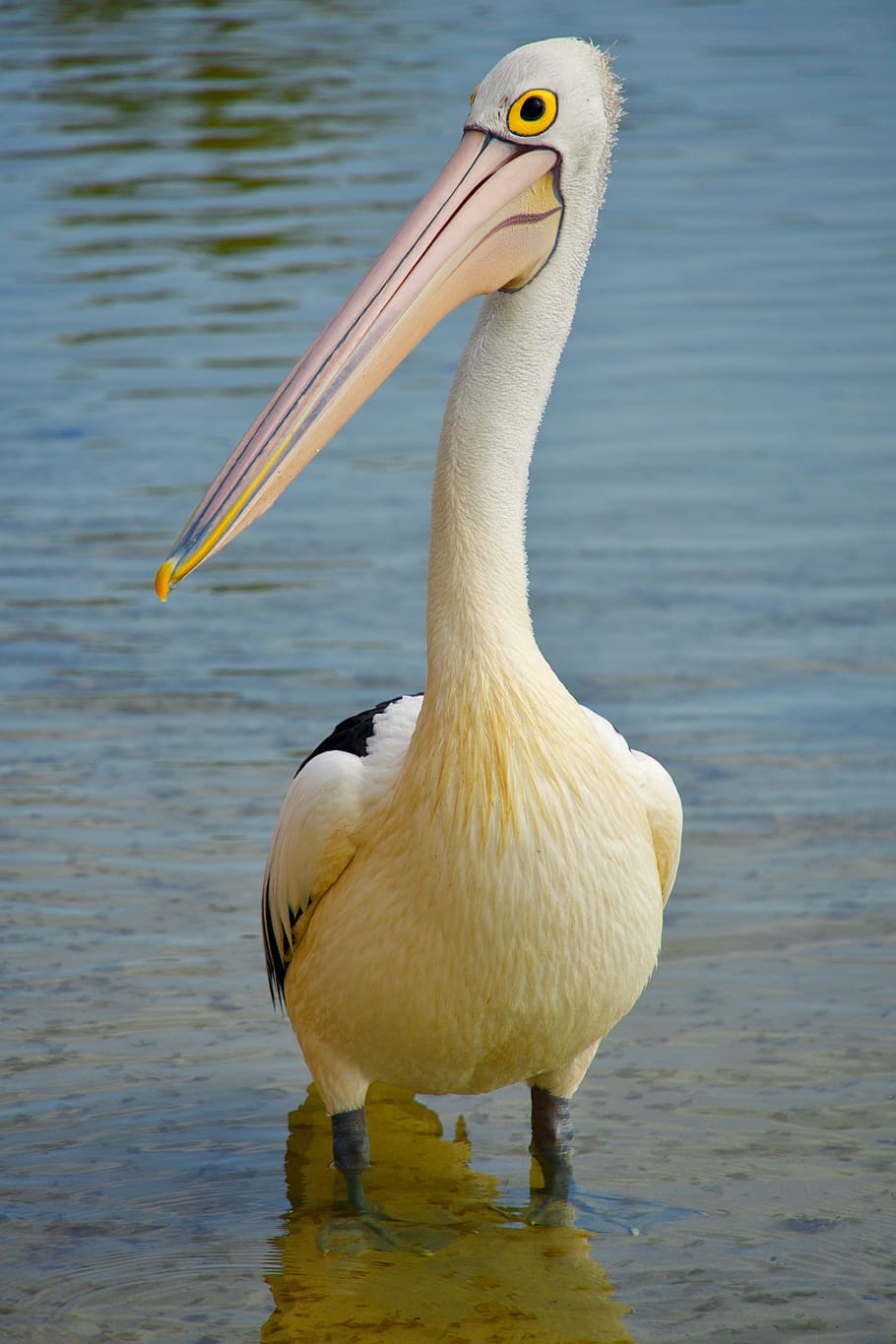 Как выглядит пеликан птица фото