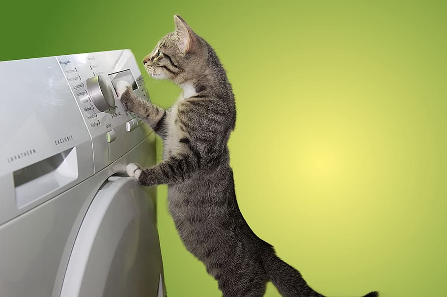 cat, domestic cat, dryer, helper, help, budget, pet, animal, kitten, animal world