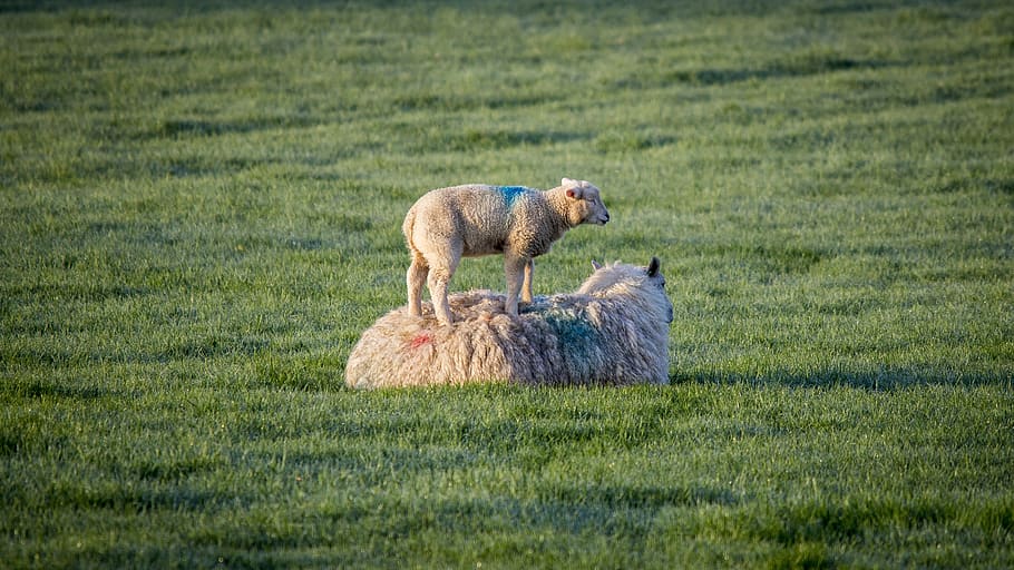sheep, lambs, ewe, agriculture, livestock, lamb, wool, rural, domestic, white