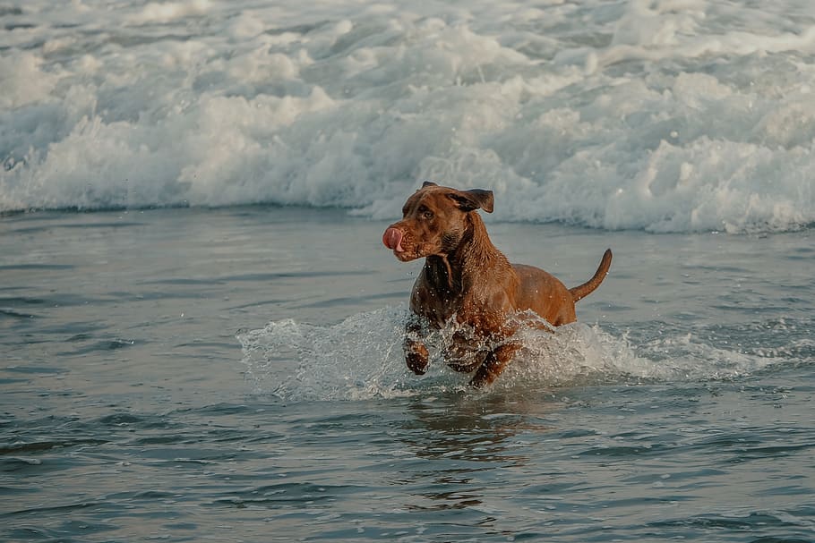 perro, playa, bali, ola, costas, mamífero, un animal, mascotas, animales domésticos, agua