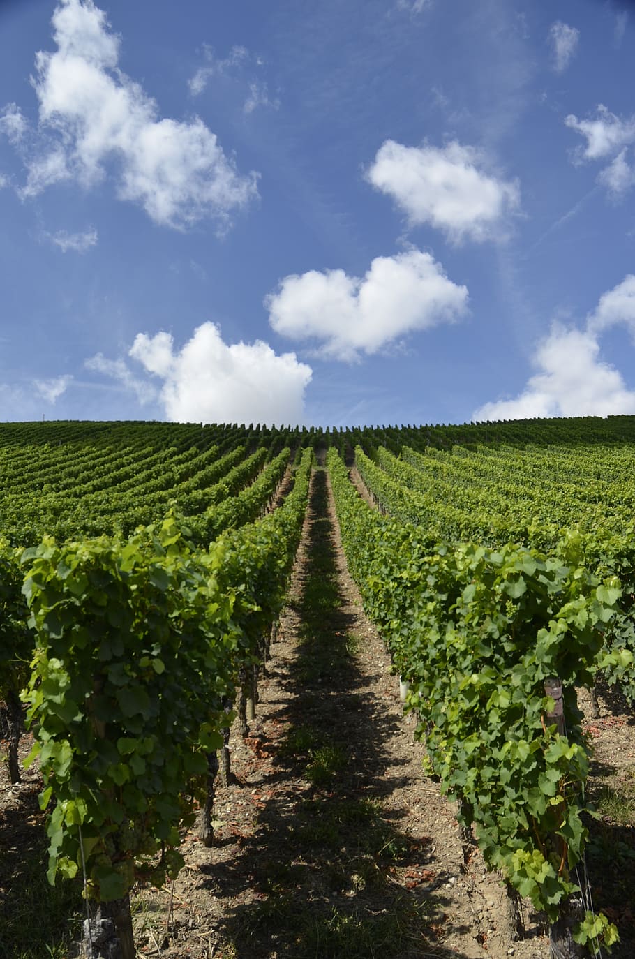 escher village, mainfranken, swiss francs, vineyard, wine, sky, winegrowing, rebstock, grapes, winemaker