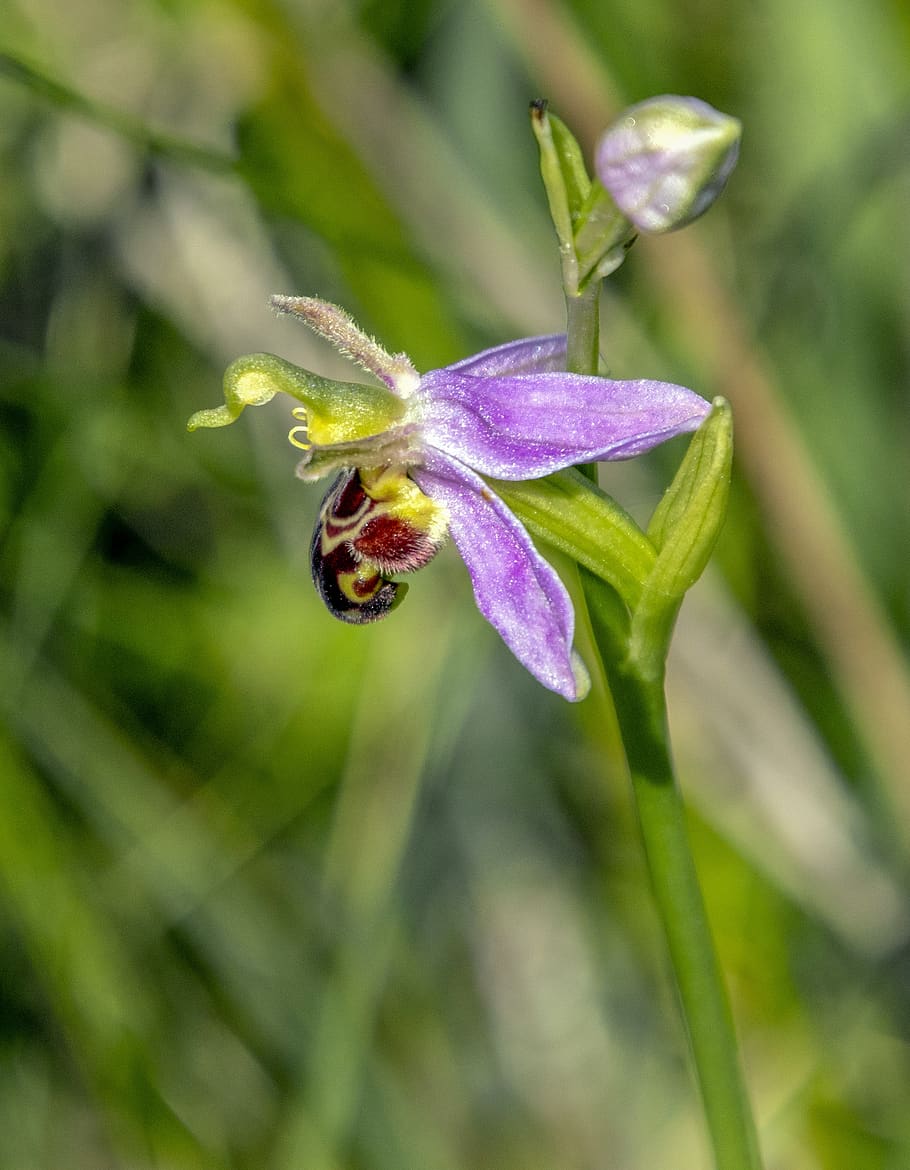 bee-orchid, wildflower, rare, flora, ophrys, botany, species, flower, nature, pink