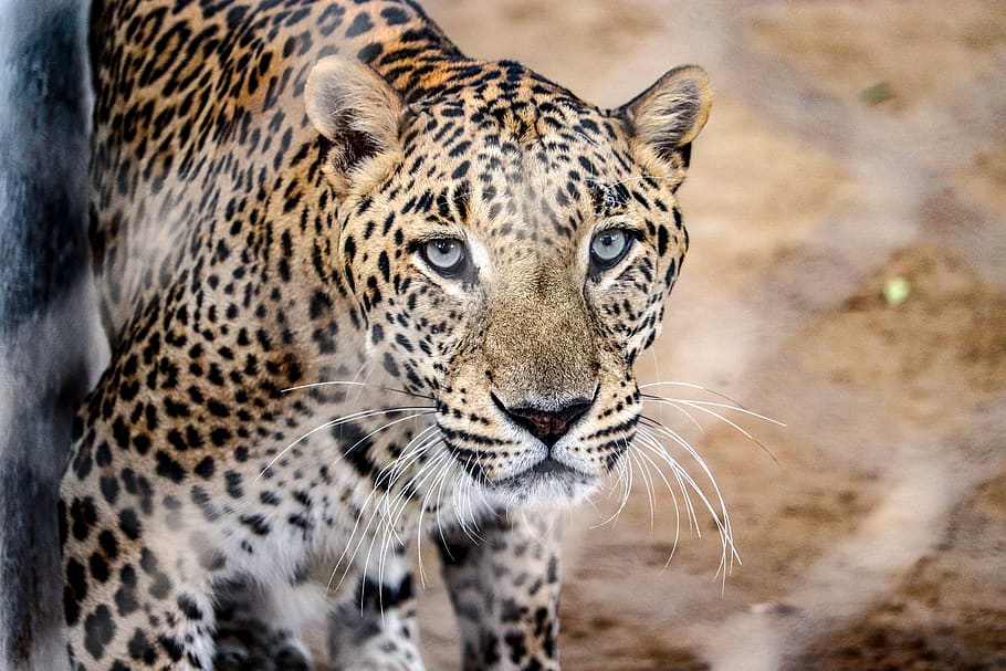 wild, animal, zoo, predator, jaguar, nature, dangerous, mammal, wildlife, fur