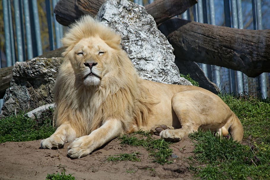 the lion, white, african, male, beast, feline, animal, majestic, king, lying