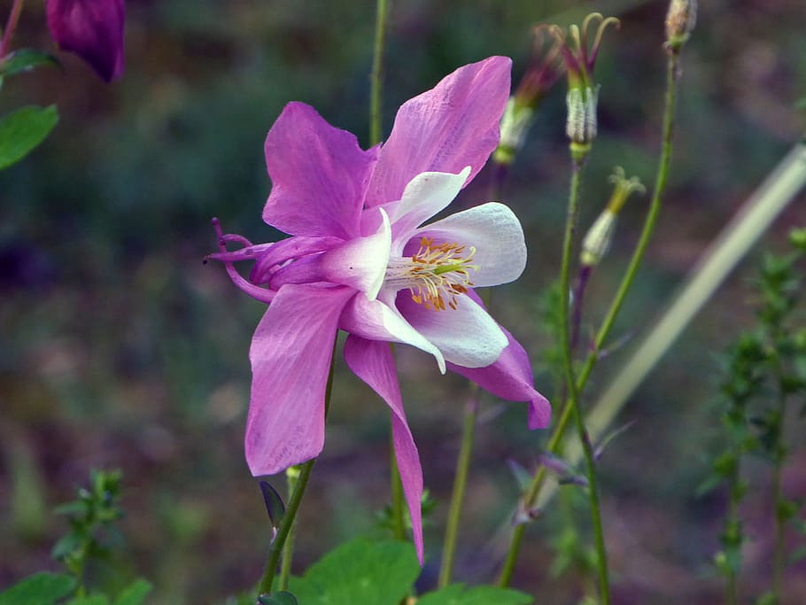 púrpura, flor de columbine, primer plano, planta de columbine, columbines, aquilegia, capó de la abuela, ranúnculo, herbáceo, plantas perennes en flor