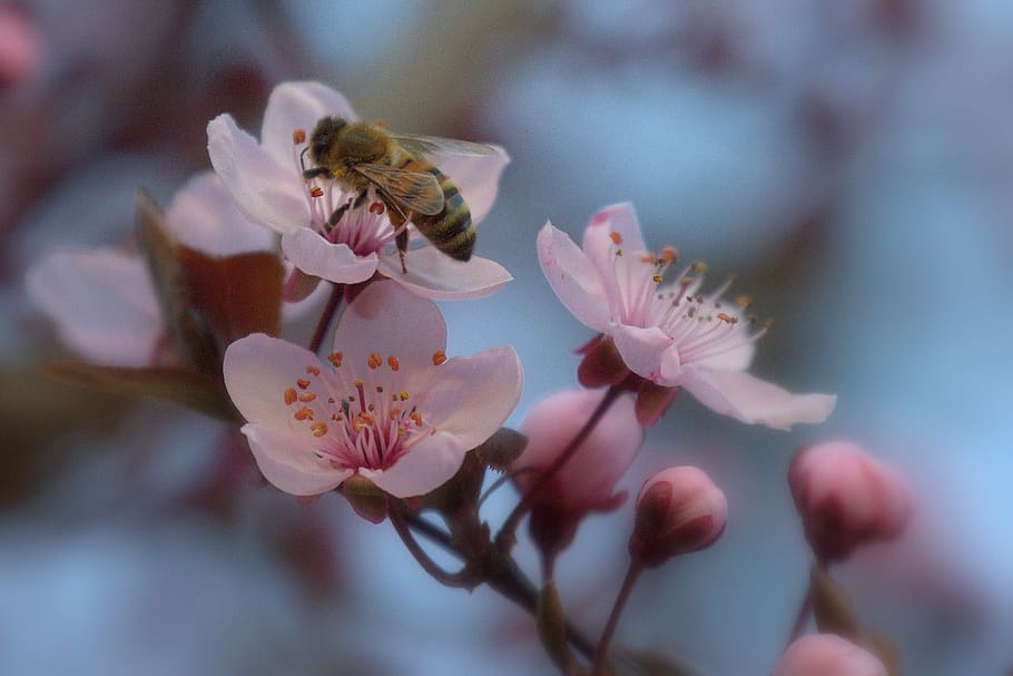 bee, blossom, bloom, cherry, cherry tree, japan, ornamental cherry, insect, nature, flower