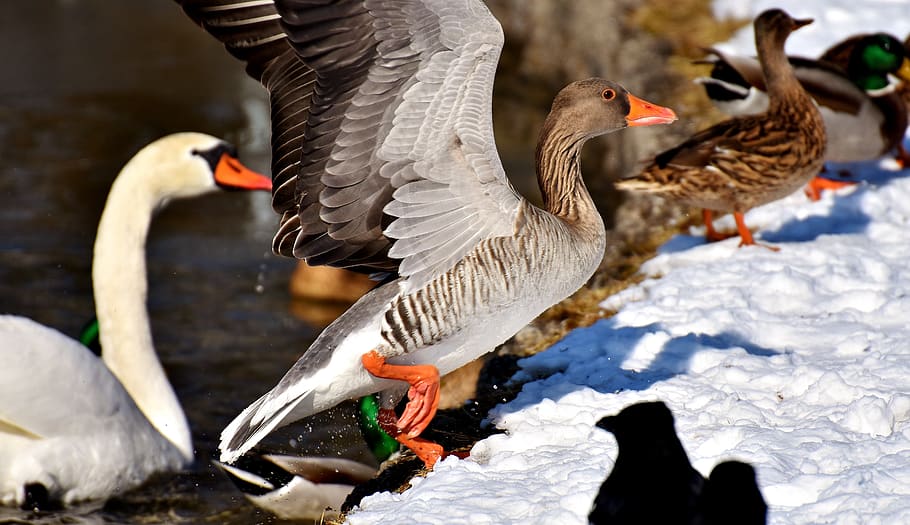 swan, ducks, wild goose, water bird, goose, bird, nature, animals, birds, plumage