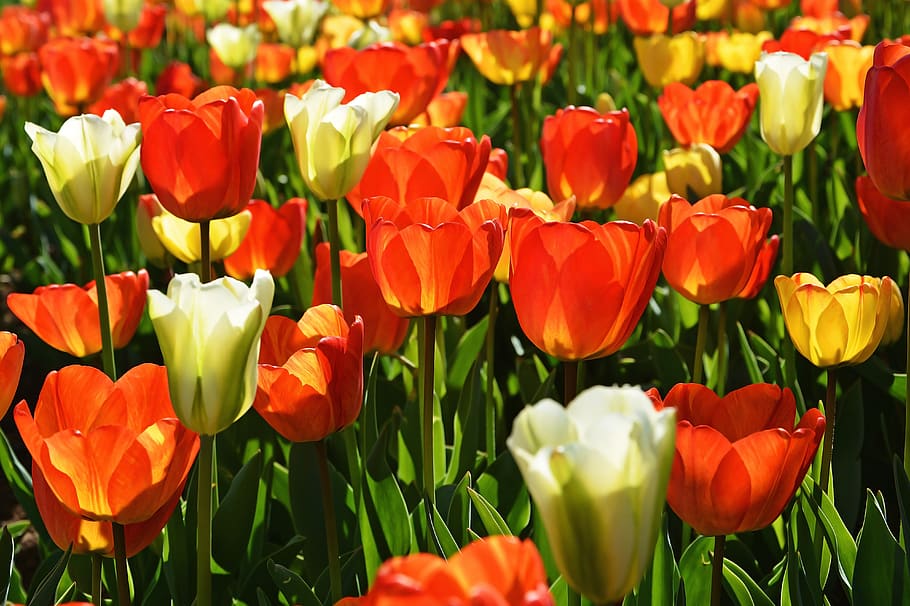 tulip, merah, makro, warna cerah, alam, close-up, musim semi, tanaman, detail, bunga