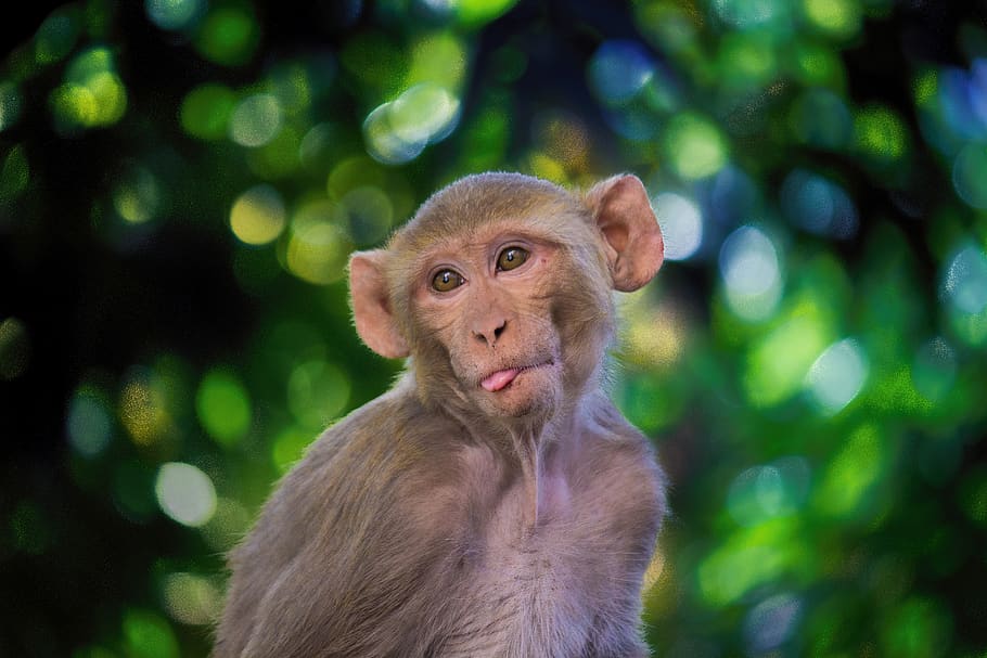 the rhesus macaque, monkey, mammal, animals, nature, wildlife, rhesus macaque, primate, pets, india
