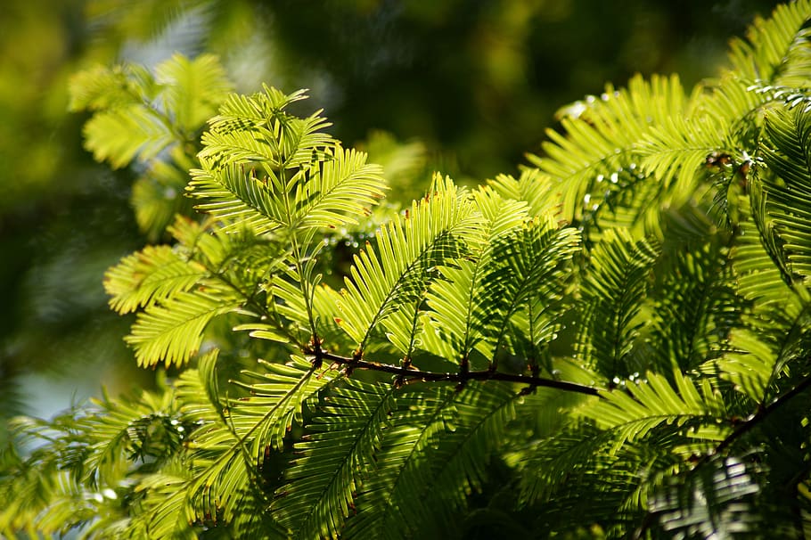 european yew, yew, needle branch, taxus baccata, food plant, conifer, needles, common yew, ornamental, taxus
