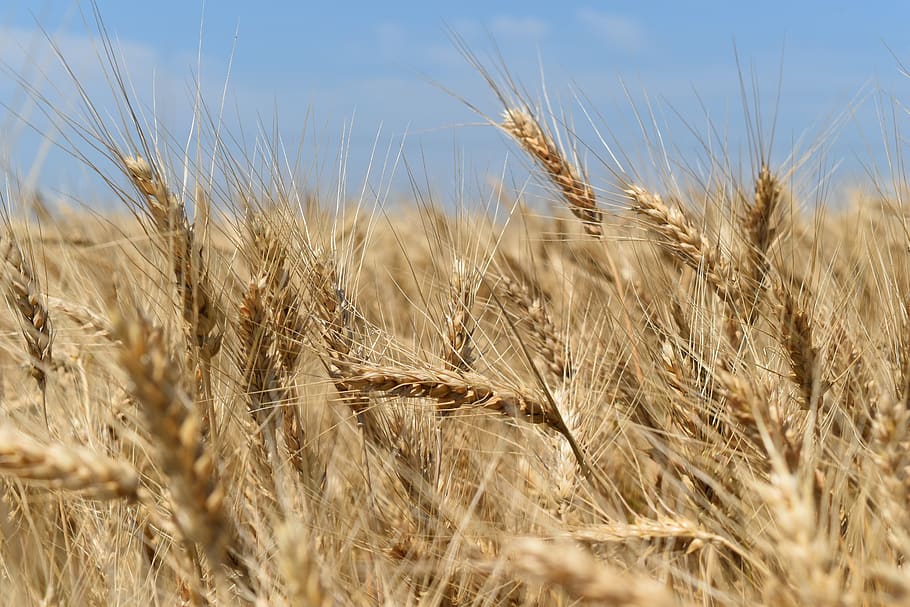 trigo, campo, colheita, natureza, cereais, campo de trigo, verão, grão, milho, ucrânia