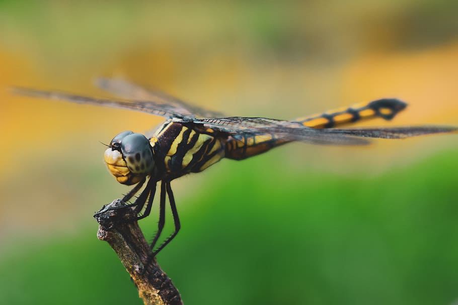 india, dragonfly, insect, macro, background, wallpaper, mobile, animal wildlife, animals in the wild, animal themes