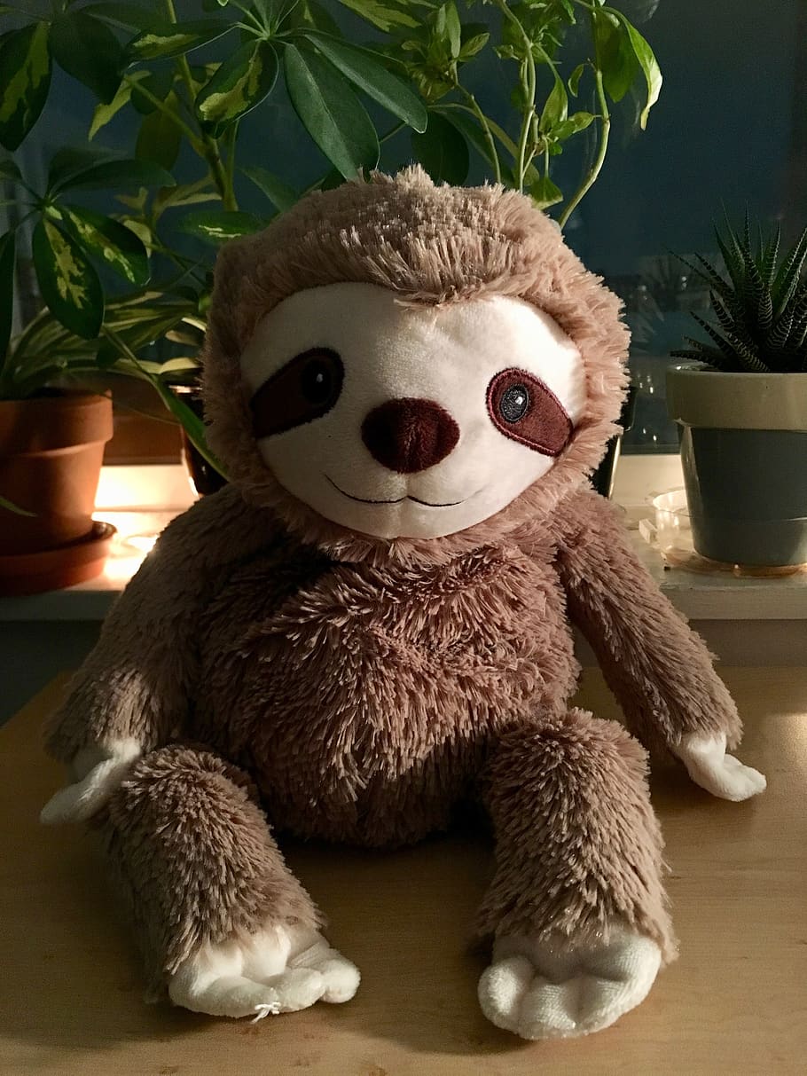 sloth, stuffed animal, cute, evening, plush, brown, toys, animal, baby animal, representation