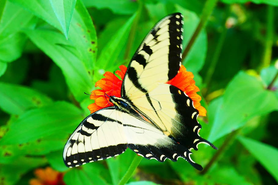 black, yellow, swallowtail butterfly, resting, zinnia flower, flower., yellow butterfly, yellow and black butterfly, common yellow swallowtail, papilio machaon