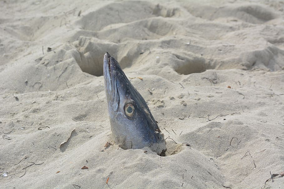 fish head, beach, cuba, fish, sand, death, coast, aas, animal, land