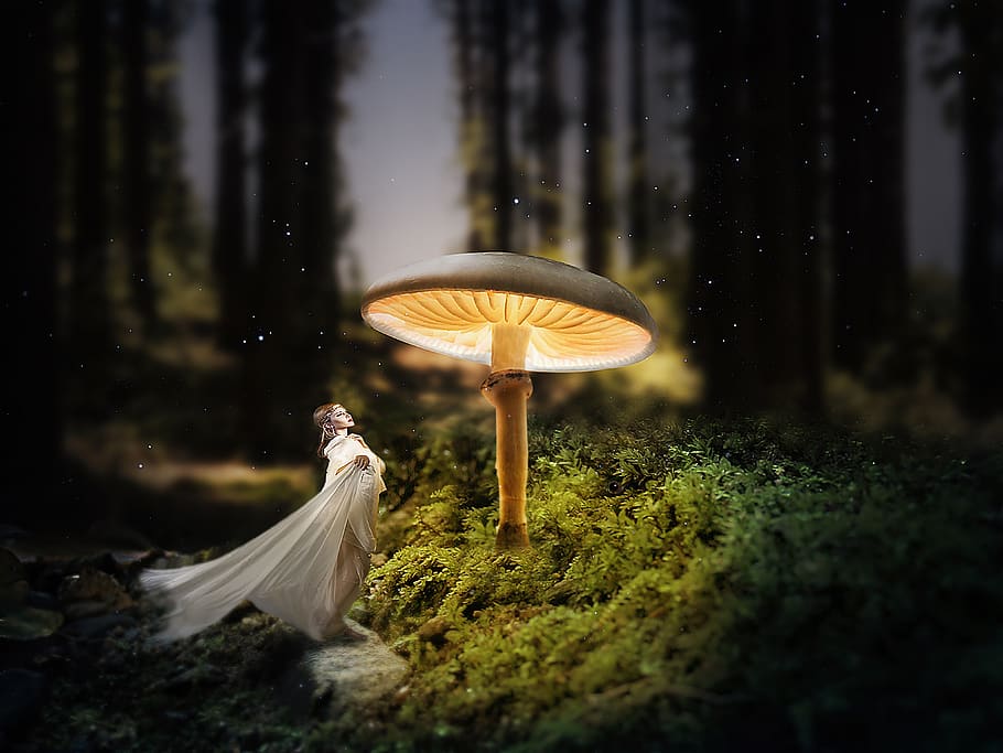 forest, mushroom, dark, forest floor, mini mushroom, landscape, nature, woman, dress, mysterious