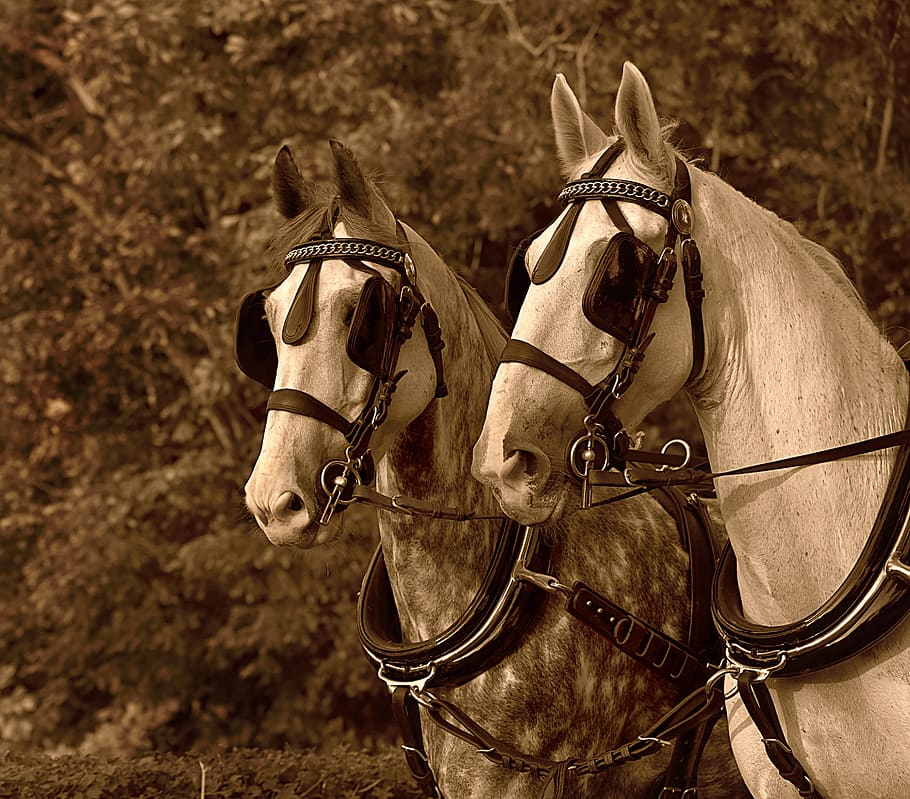 cart horse, harnessed, blinkers, bridle, rein, animal, coach, horse drawn, mammal, animal themes