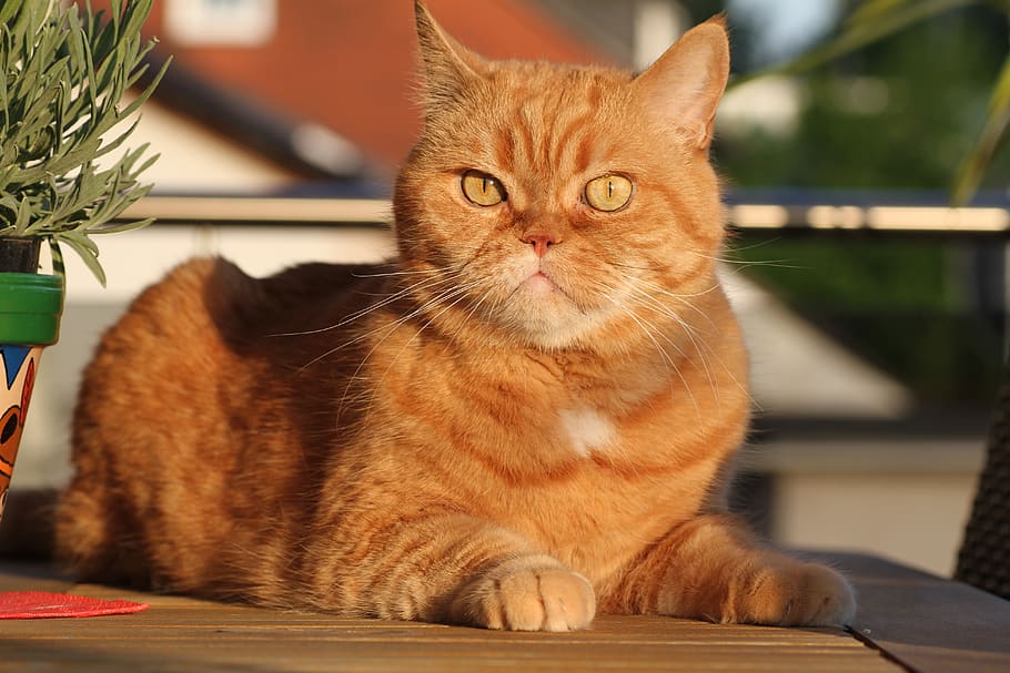 cat, british shorthair, cat's eyes, british, cat face, short hair, eyes, fur, attention, red