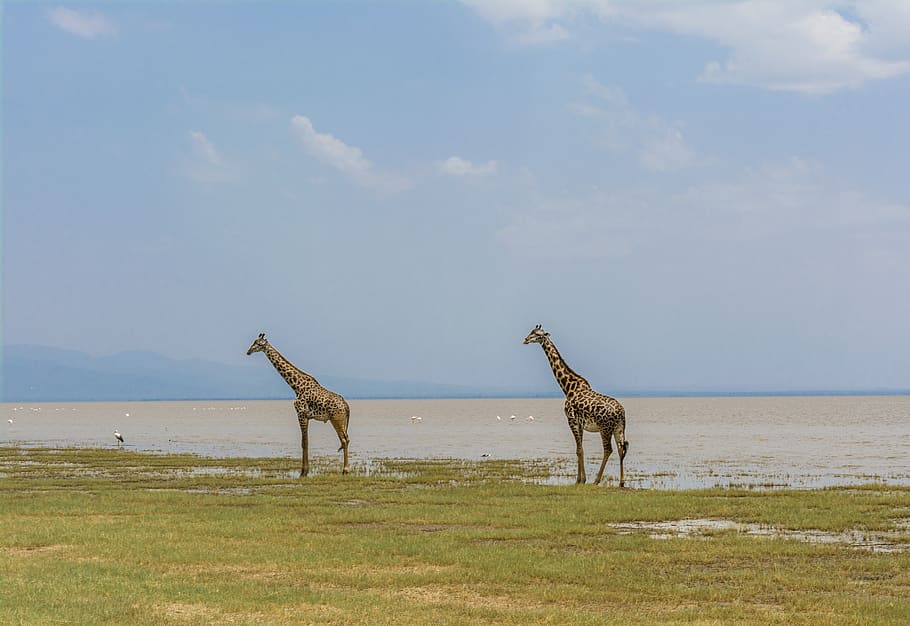 jirafa, safari, áfrica, animal, vida silvestre, mamífero, naturaleza, cuello, desierto, africano