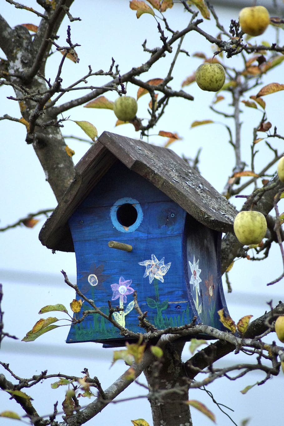 bird feeder, aviary, wood, nature, blue, tree, apple, forest, einflugloch, nesting box