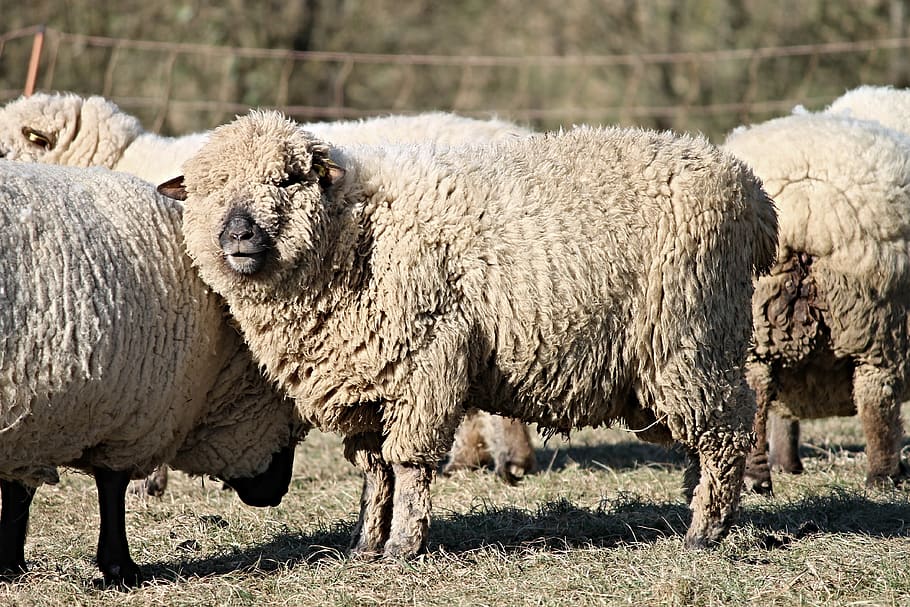 sheep, wool, wool sheep, fur, pasture, winter, animals, agriculture, sheepskin, close up
