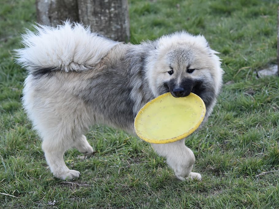 dog, dog eurasier, pup, eurasier, dog plays frisbee, dog olaf blue, canine, cute, doggie, animal