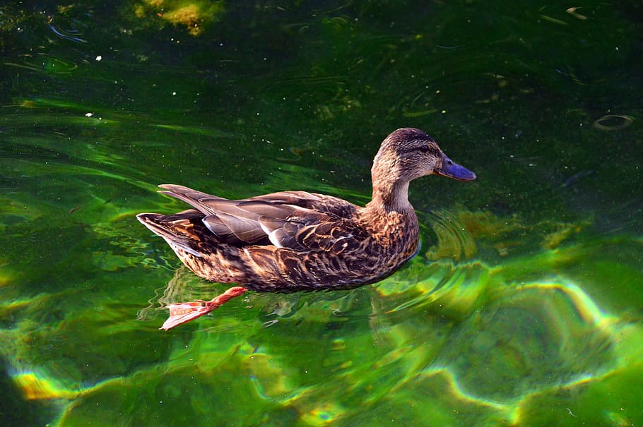 duck, wild ducks, bird, water, nature, feather, wingtip toys, lake, color, water bird