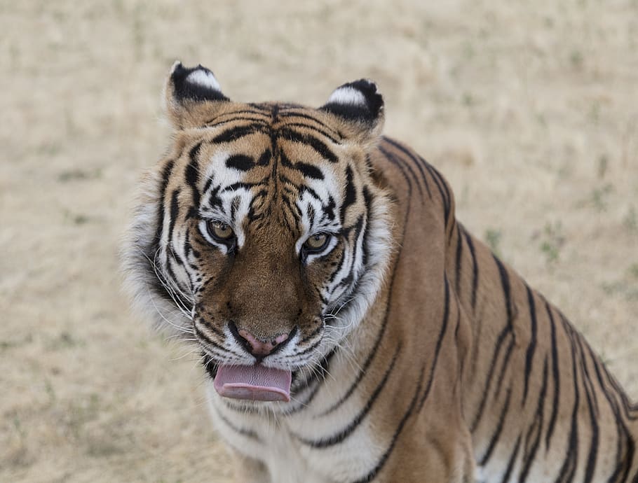 tiger, big cat, predator, nature, wildlife, zoo, licking, carnivore, feline, mammal