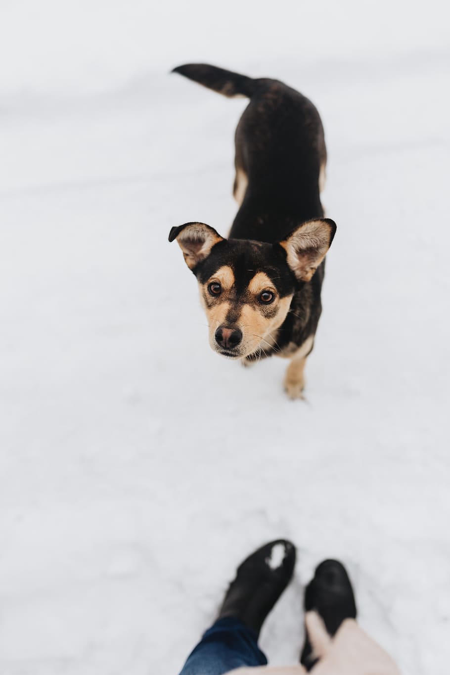 el extraño perro, perro, mascota, animal, cachorro, feliz, amor, invierno, frío, nieve