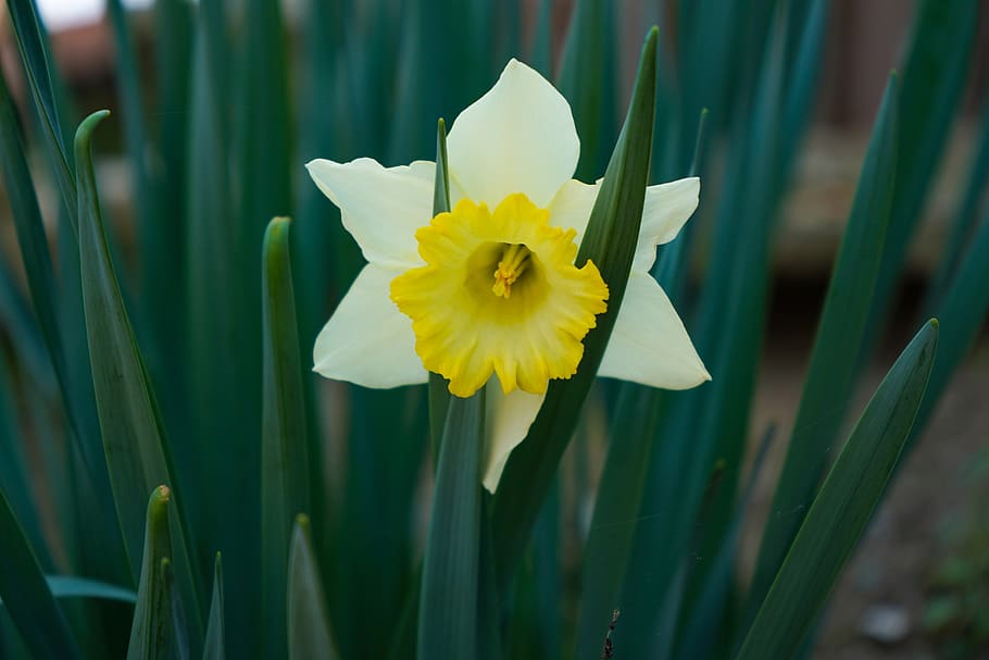 narciso, flower, spring, nature, grass, yellow, bloom, green, flora, garden