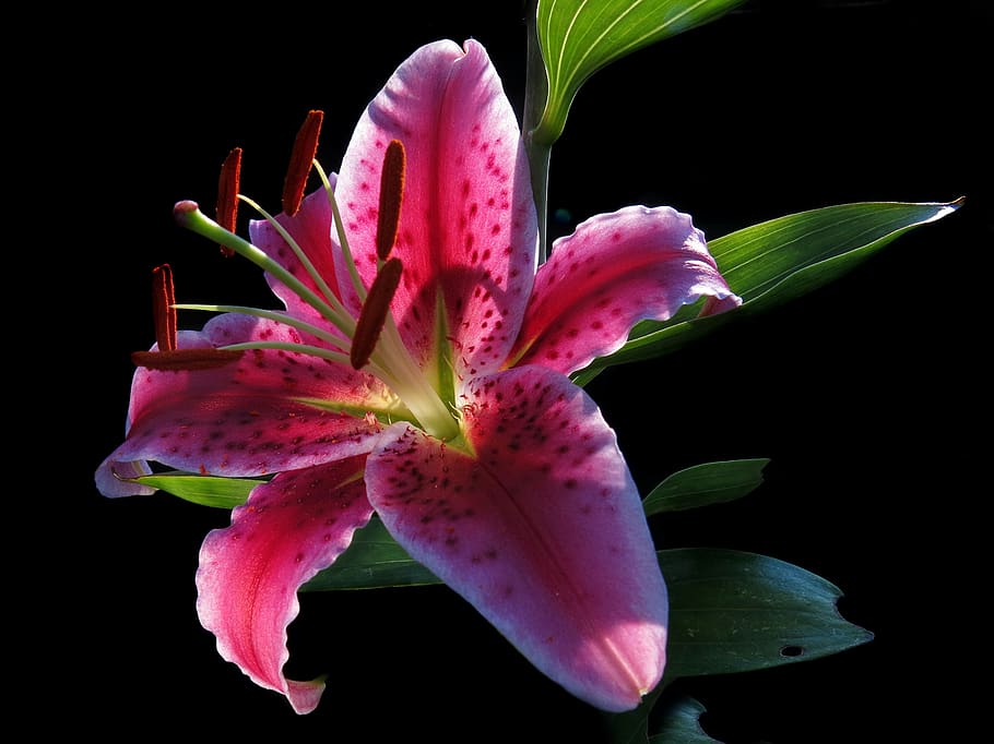 nature, plant, red flower, schnittblume, pleasant fragrance, lily stargazer, lys stargazer, oriental lily, close up, black background