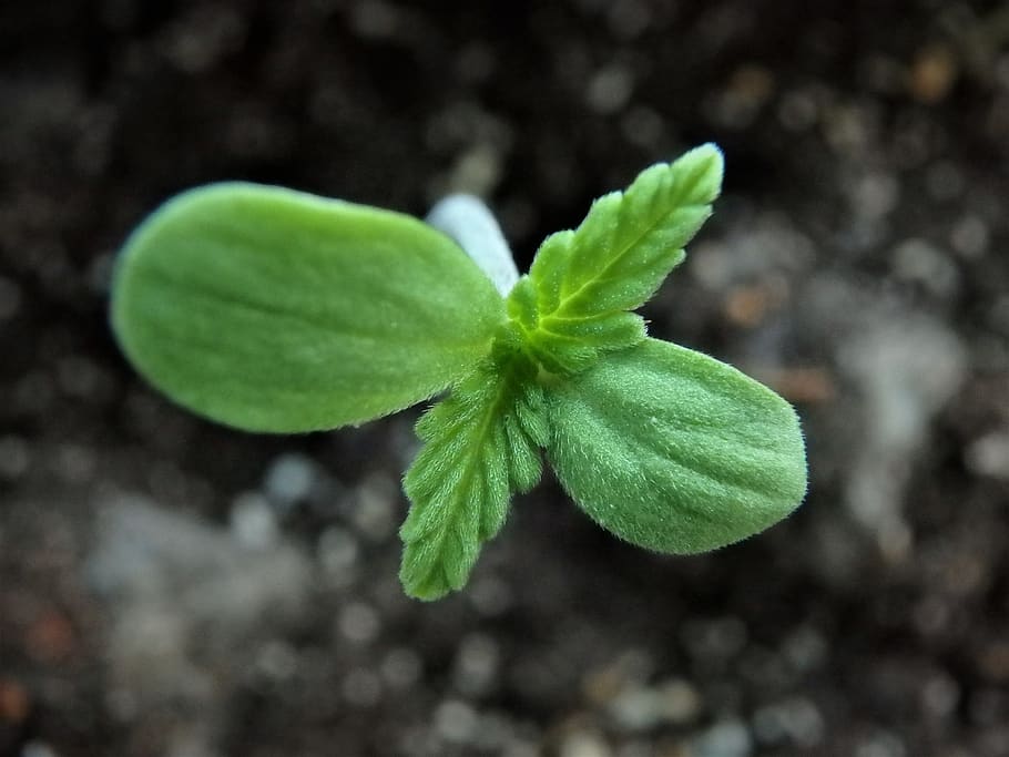 flora, leaf, soil, nature, growth, cannabis, seedling, plant, sprout, plant part