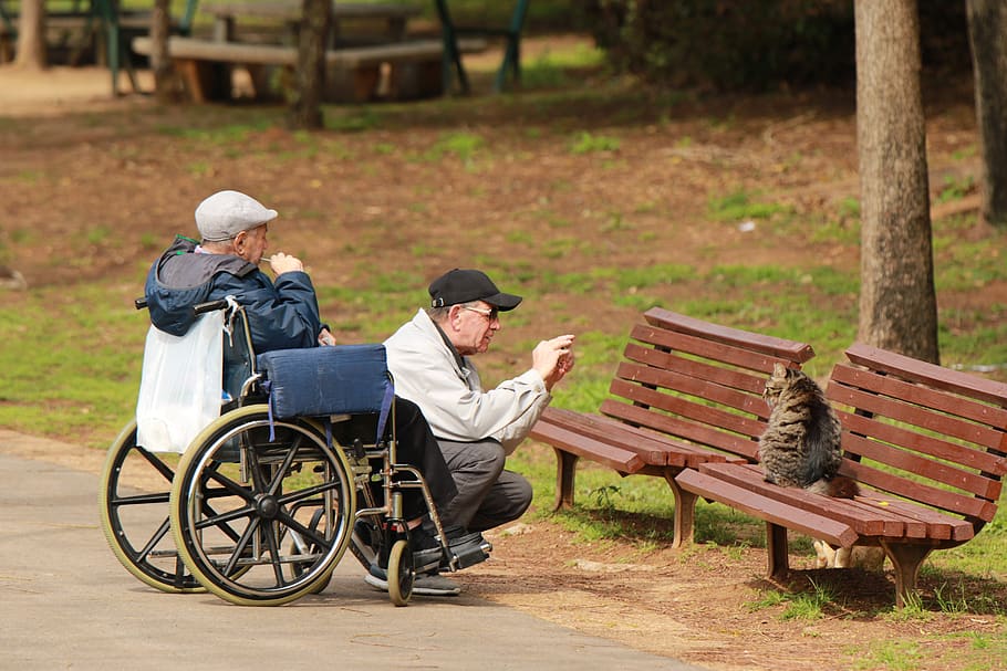 park, men, elderly, wheelchair, cat, photography, bench, medical equipment, two people, differing abilities