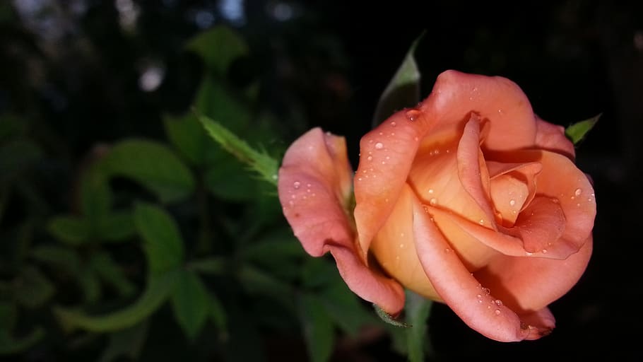 amazing photos, cc0, nature, rose, effect, green, sky, colorful, freshness, flower