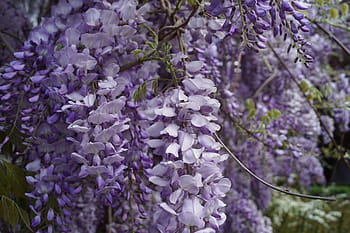 glycine-flower-wysteria-violet-royalty-f