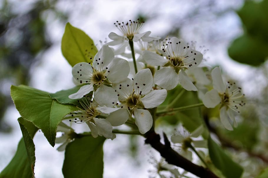 tree, flower, white, spring, blossom, season, blooming, garden, color, decorative