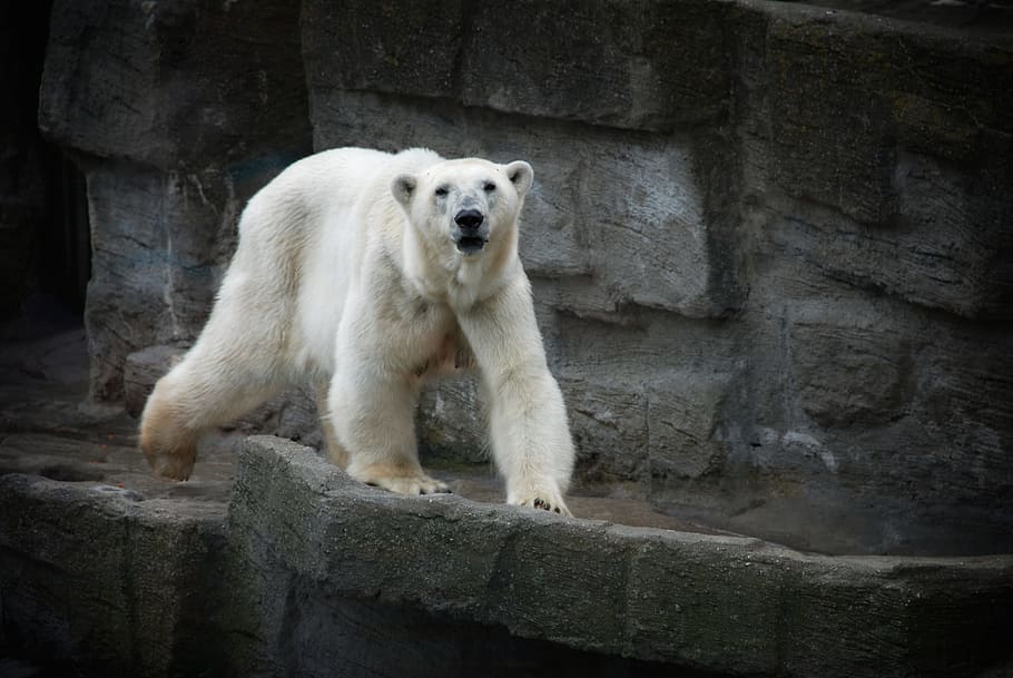 белый, полярный, медведь, животное, одно животное, Млекопитающее, Животные в дикой природе, Белый медведь, Дикая природа животных, Твердый
