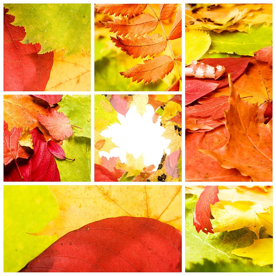 otoño, hojas, verde, roble, primer plano, decoración, follaje, vívido, rojo, collage