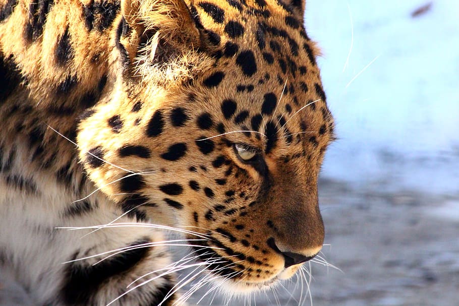 leopard, the far eastern leopard, predator, wild cat, dangerous, beast, animal, panthera pardus orientalis, amur leopard, nature