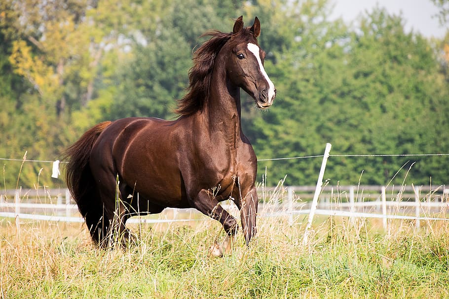 horse, trot, animal, brown, american saddlebred, mammal, coupling, grass, pasture, domestic