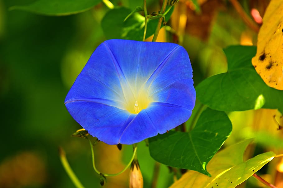 gloria de la mañana, flor, planta, azul, plomo, follaje, planta floreciendo, hoja, parte de la planta, belleza en la naturaleza