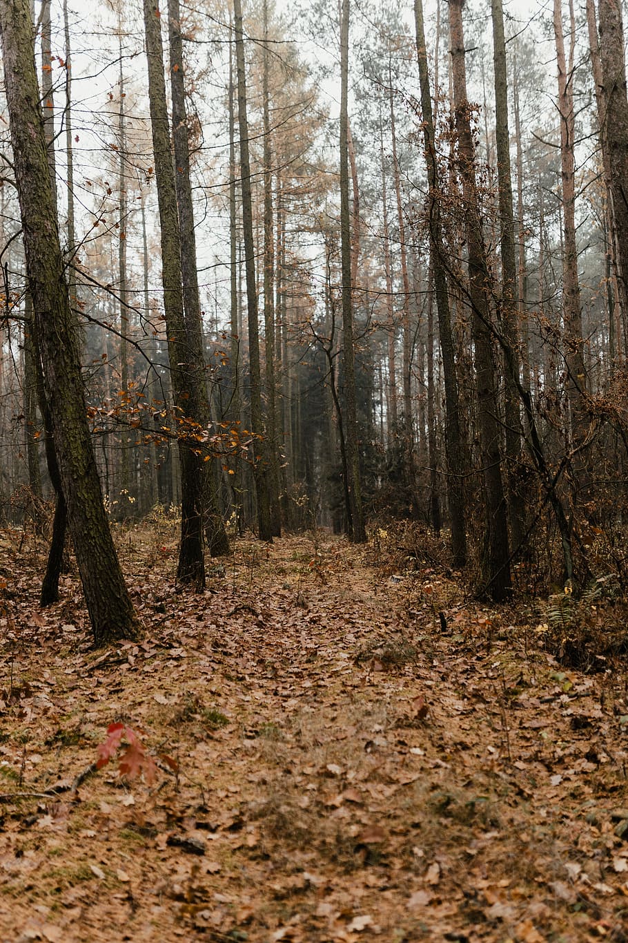 otoño, caminar, bosque, niebla, clima, noviembre, bosques, árbol, tierra, planta