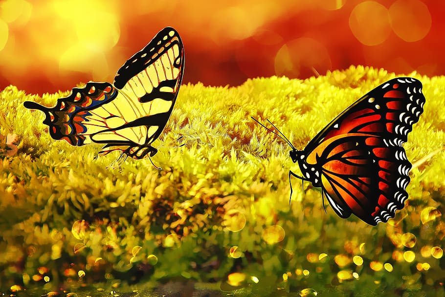 moss, butterflies, flies, fly, insect, invertebrate, animal wing, butterfly - insect, animal wildlife, animal themes