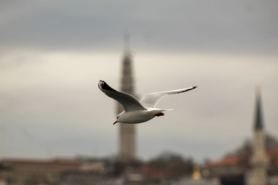 seagull, istanbul, maiden's tower kiz kulesi, throat, turkey, bird, sky, nature, landscape, clouds