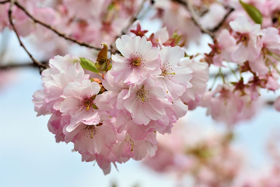 ornamental cherry, cherry blossoms, flowering twig, cherry tree, branch, blossom, bloom, pink, spring, the spring messenger