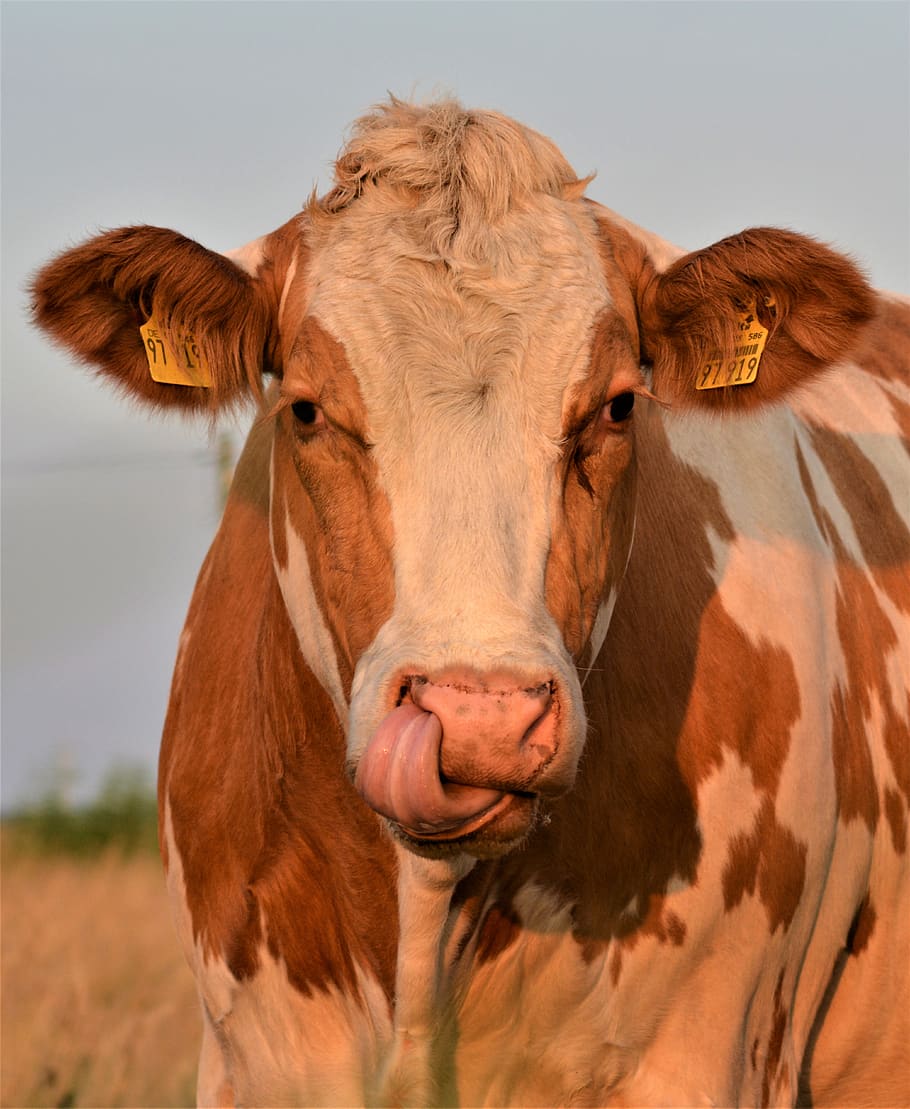 cow, head, portrait, ruminant, animal, livestock, pasture, beef, farm, mammal