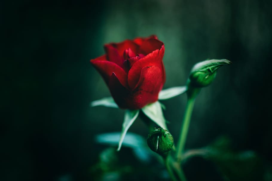 single, red, rose, red rose, flower, romantic, love, gift, green, petal